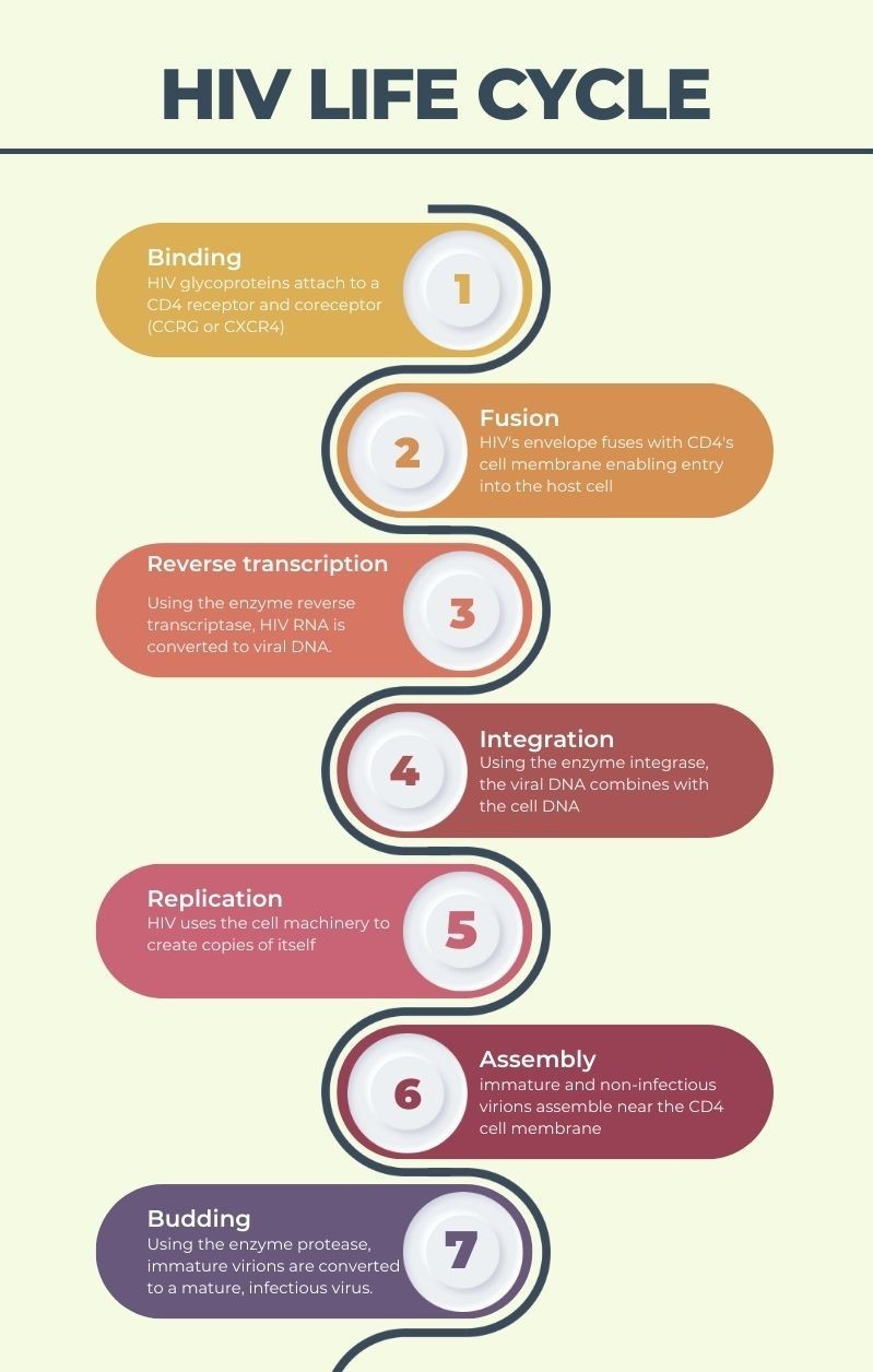 HIV life cycle diagram